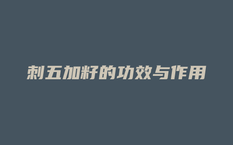 刺五加籽的功效与作用