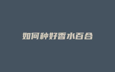 如何种好香水百合