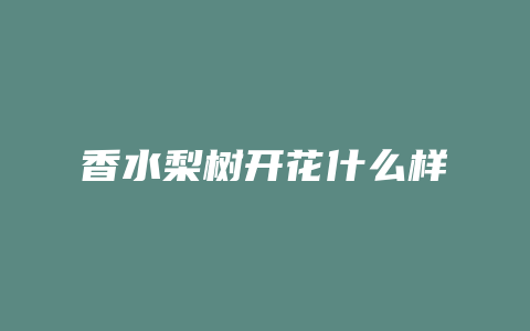 香水梨树开花什么样
