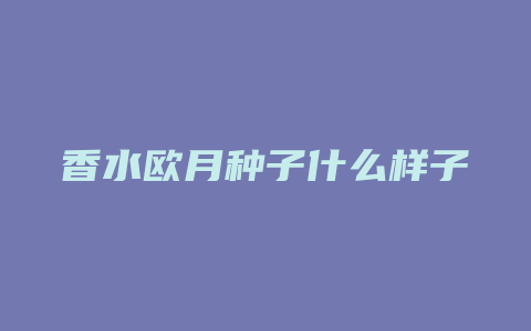 香水欧月种子什么样子