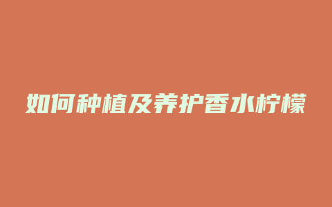 如何种植及养护香水柠檬