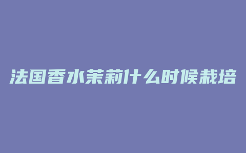 法国香水茉莉什么时候栽培