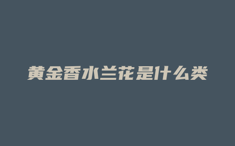 黄金香水兰花是什么类