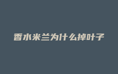 香水米兰为什么掉叶子