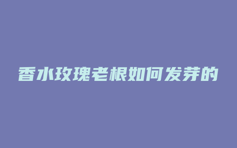 香水玫瑰老根如何发芽的