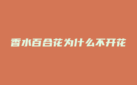 香水百合花为什么不开花