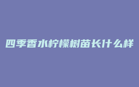 四季香水柠檬树苗长什么样