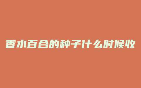 香水百合的种子什么时候收