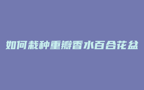 如何栽种重瓣香水百合花盆