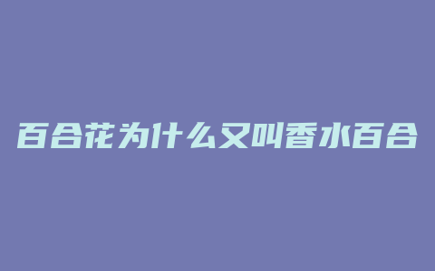 百合花为什么又叫香水百合