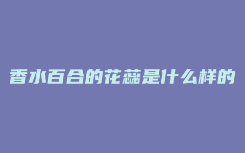 香水百合的花蕊是什么样的