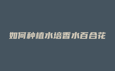 如何种植水培香水百合花