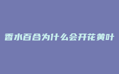 香水百合为什么会开花黄叶