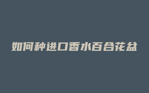 如何种进口香水百合花盆