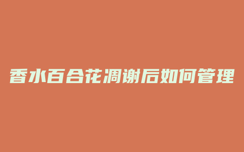 香水百合花凋谢后如何管理