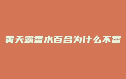 黄天霸香水百合为什么不香