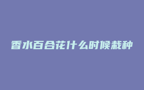 香水百合花什么时候栽种