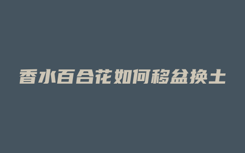 香水百合花如何移盆换土