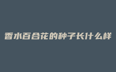 香水百合花的种子长什么样