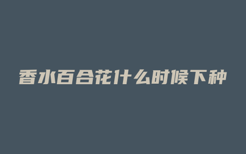 香水百合花什么时候下种
