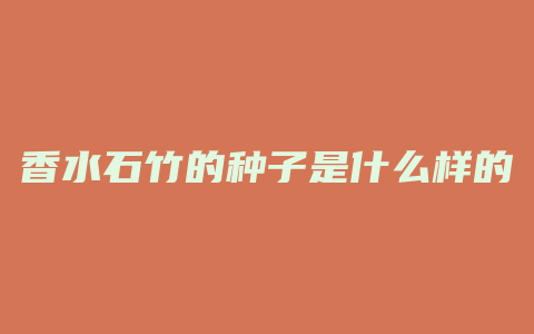 香水石竹的种子是什么样的
