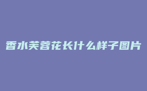 香水芙蓉花长什么样子图片