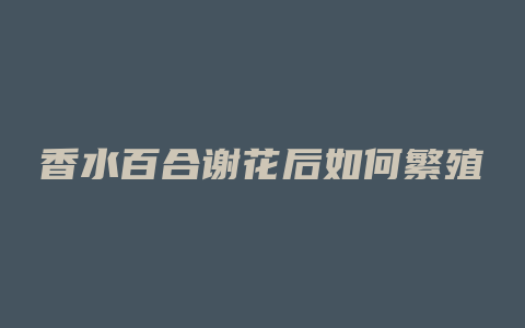 香水百合谢花后如何繁殖