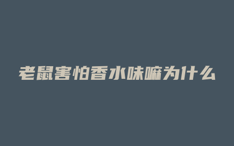 老鼠害怕香水味嘛为什么