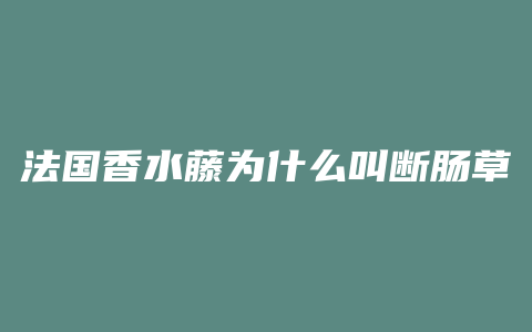 法国香水藤为什么叫断肠草