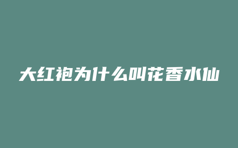大红袍为什么叫花香水仙