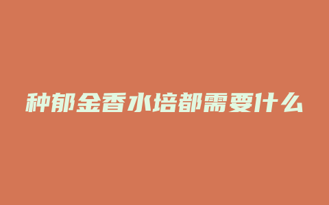 种郁金香水培都需要什么