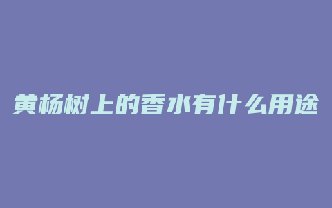 黄杨树上的香水有什么用途