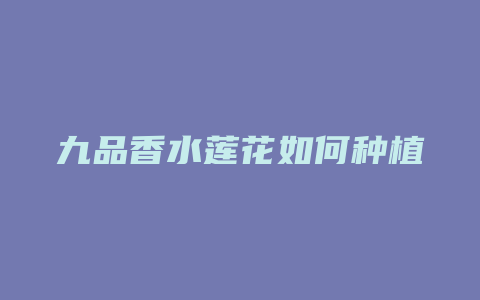 九品香水莲花如何种植