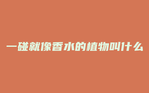 一碰就像香水的植物叫什么