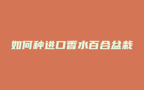 如何种进口香水百合盆栽
