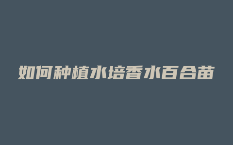 如何种植水培香水百合苗