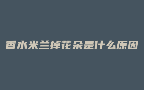 香水米兰掉花朵是什么原因